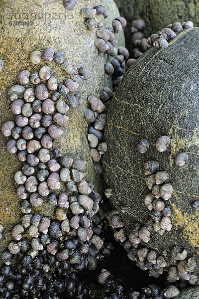 Immergrün Schnecken auf Felsen bei Ebbe in Whiffen Spit Park Sooke British Columbia  Kanada ausgesetzt.