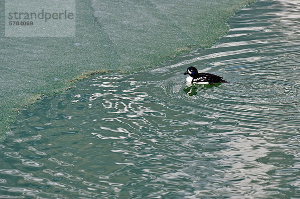Spatelente (Bucephala Islandica) Fütterung in Lower Waterfowl Lake als das Eis schmilzt