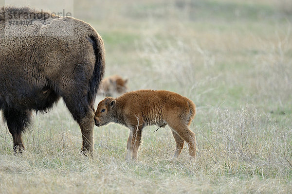 Amerikanischer Bison (Bison Bison) Beweidung von Herde  Theodore Roosevelt South Unit  North Dakota  USA im Frühjahr