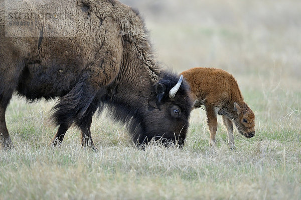 Amerikanischer Bison (Bison Bison) Beweidung von Herde  Theodore Roosevelt South Unit  North Dakota  USA im Frühjahr