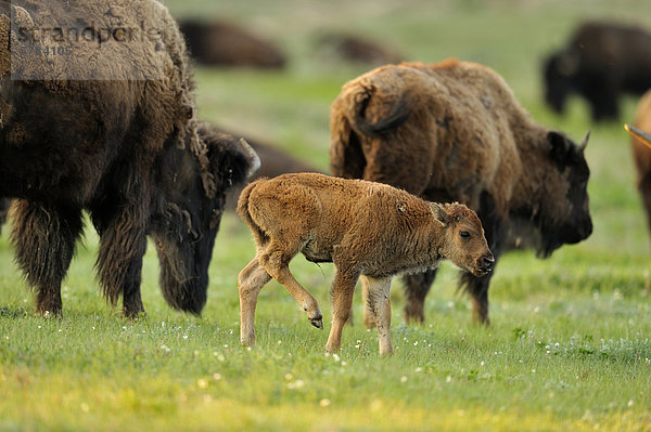 Amerikanischer Bison (Bison Bison) grasende Herde  Theodore Roosevelt South Unit  North Dakota  USA