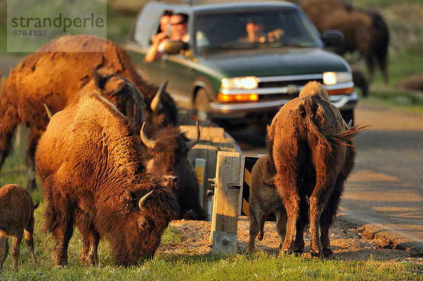 Amerikanischer Bison (Bison Bison) grasende Herde  Theodore Roosevelt South Unit  North Dakota  USA