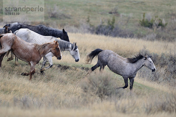 (Wilde) Wildpferd (Equus Caballus) Band der Pferde in  Theodore Roosevelt South Unit  North Dakota  USA