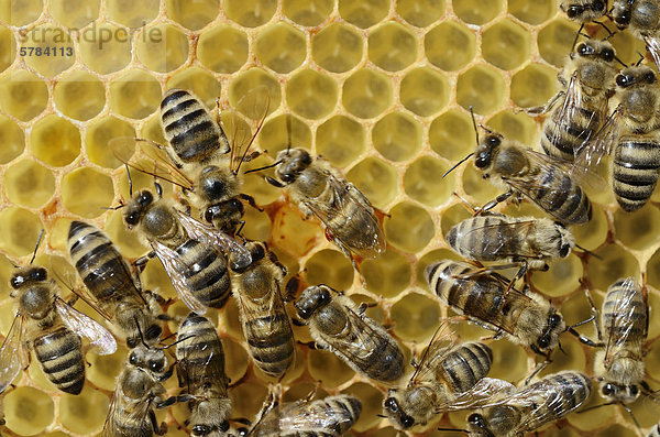 Junge  geschwächte Biene (Apis mellifera var carnica) mit Varroa-Milbe (Varroa destructor syn jacobsi) an Muskelansatz Hinterbein  Bildmitte  auf Wabe mit Eiern