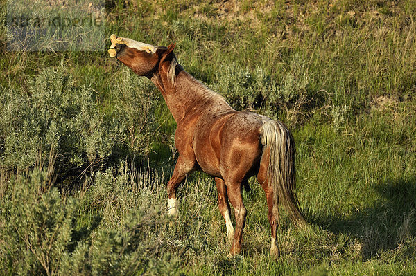 (Wilde) Wildpferd (Equus Caballus)  Theodore Roosevelt South Unit  North Dakota  USA
