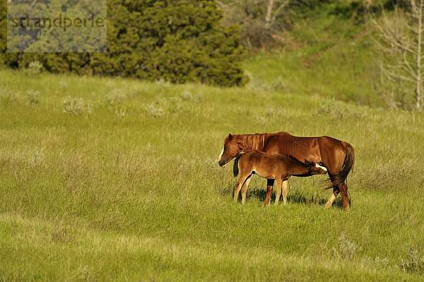 Wildpferd (verwilderte) Mare (Equus Caballus) und Fohlen  Theodore Roosevelt South Unit  North Dakota  USA