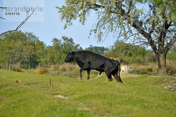 Camarguestier (Bos primigenius taurus)  Camargue  Frankreich  Europa