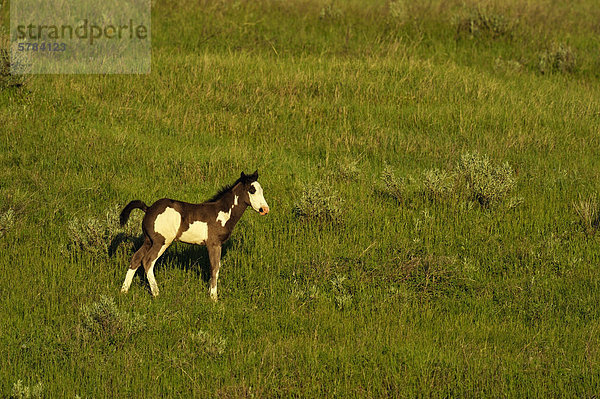 (Wilde) Wildpferd (Equus Caballus) Theodore Roosevelt South Unit  North Dakota  USA