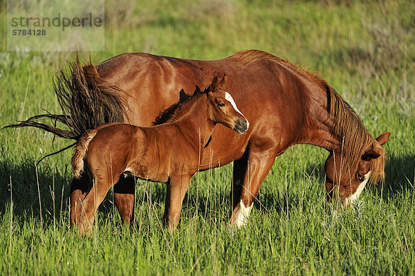 Wildpferd (verwilderte) Mare (Equus Caballus) und Fohlen  Theodore Roosevelt South Unit  North Dakota  USA
