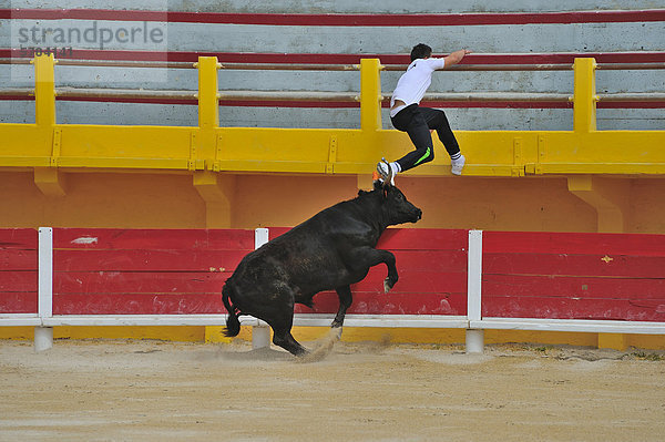 Stierkampf in der Arena von Saintes Maries de la Mer  Camargue  Provence  Frankreich  Europa