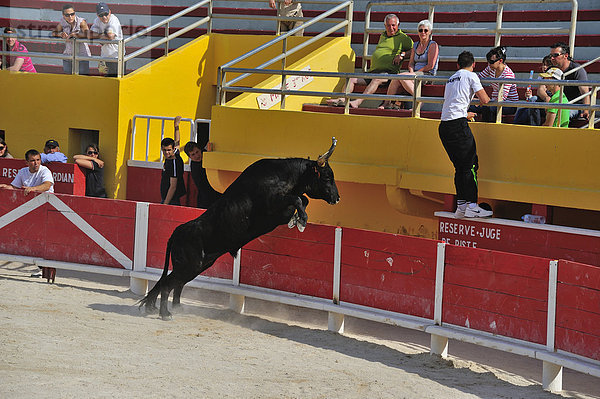 Stierkampf in der Arena von Saintes Maries de la Mer  Camargue  Provence  Frankreich  Europa