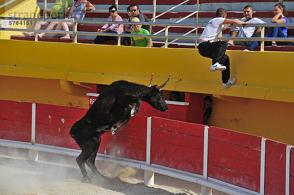 Stierkampf in der Arena von Saintes Maries de la Mer  Camargue  Provence  Frankreich  Europa