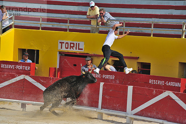 Stierkampf in der Arena von Saintes Maries de la Mer  Camargue  Provence  Frankreich  Europa