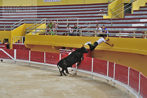 Stierkampf in der Arena von Saintes Maries de la Mer  Camargue  Provence  Frankreich  Europa