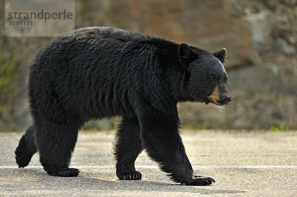 Amerikanischer Schwarzbär (Ursus Americanus)  die zu Fuß unterwegs  Jasper Nationalpark  Alberta  Kanada