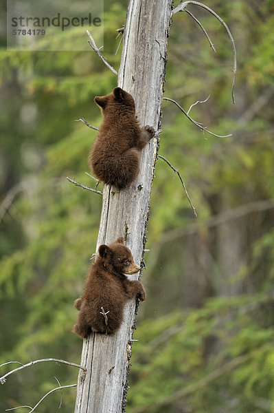 Schwarzbär Ursus americanus Sicherheit amerikanisch 2 jung Jungtier spielen