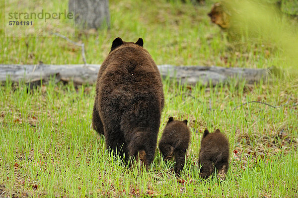 Amerikanischer Schwarzbär (Ursus Americanus) Mutter und Jungtiere