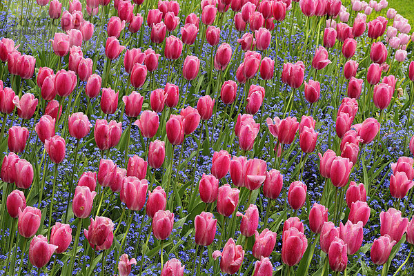 Butchart Gardens im Frühling-Tulpen und Vergissmeinnicht im versunkenen Garten  Victoria  British Columbia  Kanada