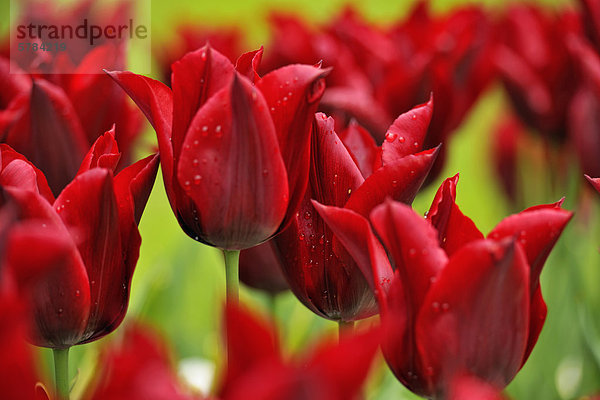 Butchart Gardens im Frühling-Tulpen und Vergissmeinnicht  Victoria  British Columbia  Kanada