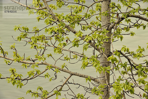 Pappelbaum blätterte sich im Frühjahr in der Nähe von Rhe Athabasca River