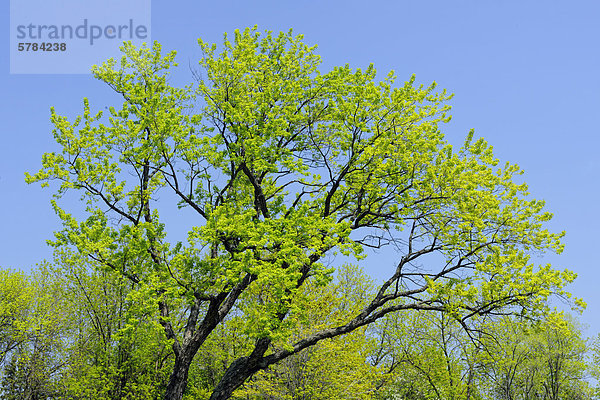 Ahornbaum im Frühjahr Laub