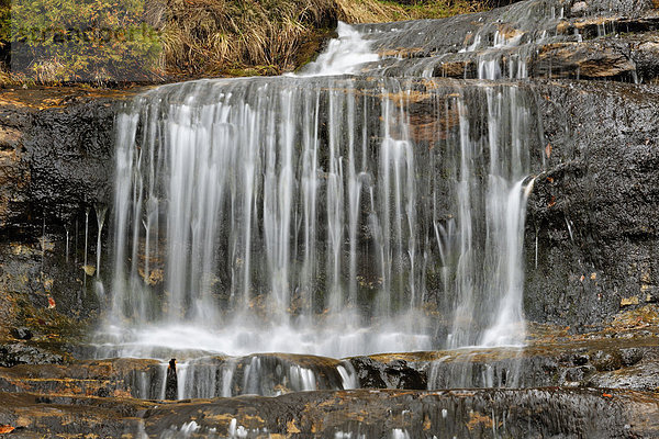 Alger fällt Anfang Mai  Alger County  Munising Township  Michigan  USA