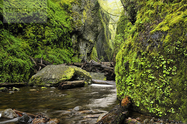 Frühling Bäume und fließendes Wasser in den Oneonta GorgeColumbia Gorge National Scenic Area  Oregon  USA