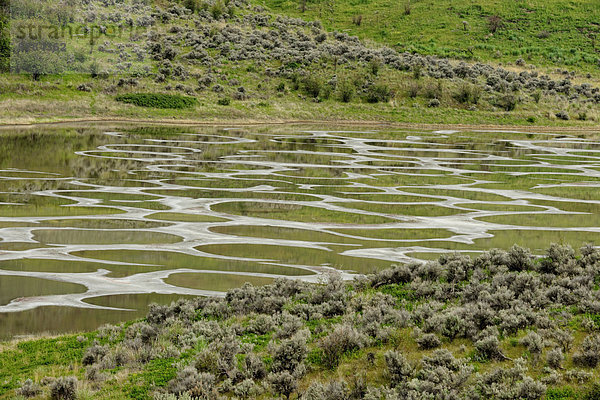 Gefleckter See  Osoyoos  Britisch-Kolumbien  Kanada