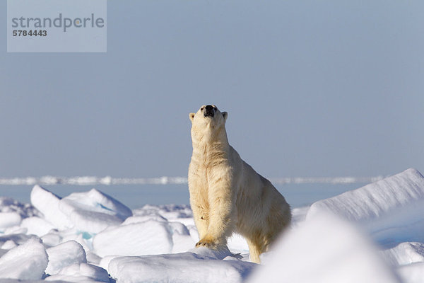 Eisbär (Ursus Maritimus) auf dem arktischen Eis in der Baffin Bay nördlich von Baffin Island  Nunavut  Kanada