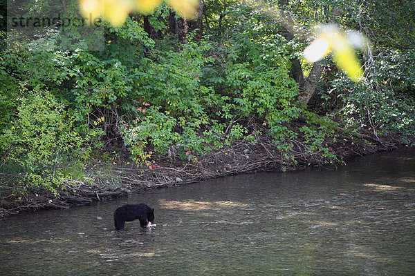 Amerikanischer Schwarzbär oder nordamerikanischer Schwarzbär (Ursus Americanus)