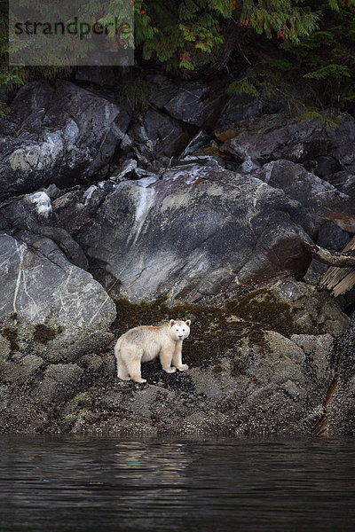 Geist  Bär oder Kermode Bär (Ursus Americanus Kermodei) in Great Bear Rainforest
