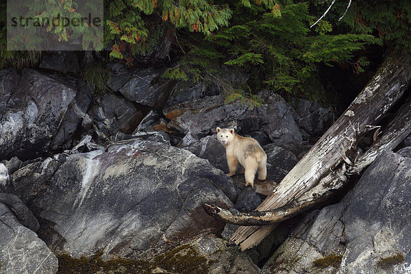 Geist  Bär oder Kermode Bär (Ursus Americanus Kermodei) in Great Bear Rainforest
