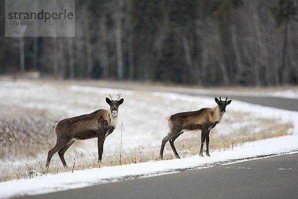 wandernde Woodland Caribou (Rangifer Tarandus Karibu)