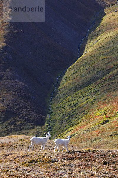 Dall-Schaf (ursprünglich Dall-Schaf)  Ovis Dalli  Kluane National Park  Yukon  Kanada