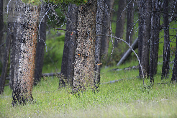 Die Elche oder Wapiti (Cervus Canadensis) getarnt im Gras