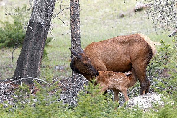 Kuh Elche oder Wapiti (Cervus Canadensis) und neugeborene Kalb