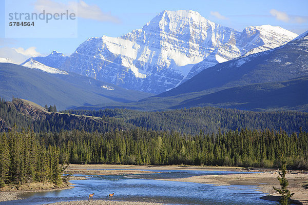 Zwei Elche an den Ufern des Athabasca River unterhalb Mt Edith Cavell in Jasper Nationalpark  Alberta  Kanada