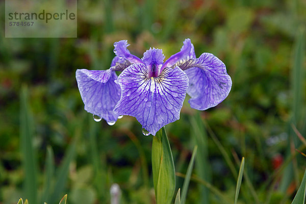 Wild Iris  in der Nähe von Goose Cove  Newfoundland