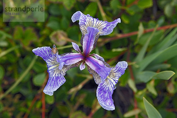 Wild Iris  in der Nähe von Goose Cove  Newfoundland