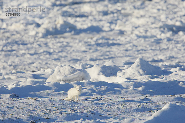 Der Polarfuchs (Vulpes Lagopus)  auch bekannt als die weiße fox  Fox oder Schnee Polarfuchs in der nördlichen tundra