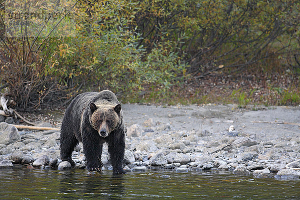 Grizzlybär (Ursus Arctos Horribilis)  Kootenays  BC  Kanada