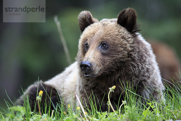 Grizzlybär (Ursus Arctos Horribilis) Jungtier in Banff Nationalpark  Alberta  Kanada