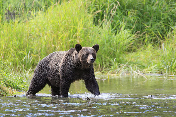 Grizzlybär (Ursus Arctos Horribilis) Great Bear Rainforest in British Columbia