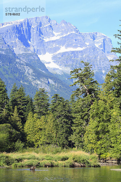 Grizzlybär (Ursus Arctos Horribilis) Great Bear Rainforest in British Columbia