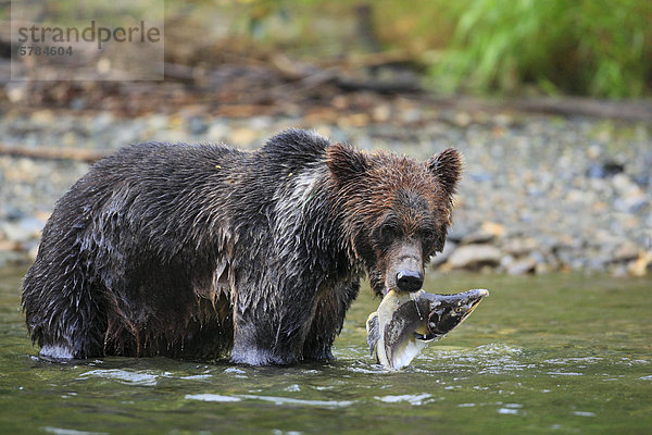 Grizzlybär (Ursus Arctos Horribilis) mit frisch Buckellachs oder gefangen Buckelwale Lachs (Oncorhynchus Gorbuscha) in Great Bear Rainforest in British Columbia  Kanada