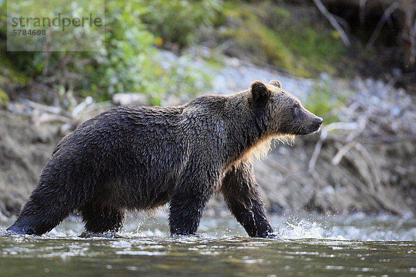 Grizzlybär (Ursus Arctos Horribilis)  Great Bear Rainforest in British Columbia