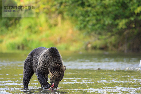 Grizzlybär (Ursus Arctos Horribilis) Fütterung auf Lachs an der Küste von British Columbia in Kanada