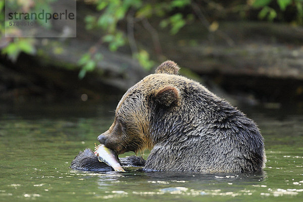 Grizzlybär (Ursus Arctos Horribilis) Fütterung auf Lachs an der Küste von British Columbia in Kanada
