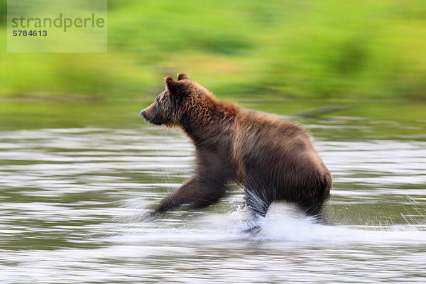 Grizzlybär (Ursus Arctos Horribilis) in Aktion  Great Bear Rainforest in British Columbia