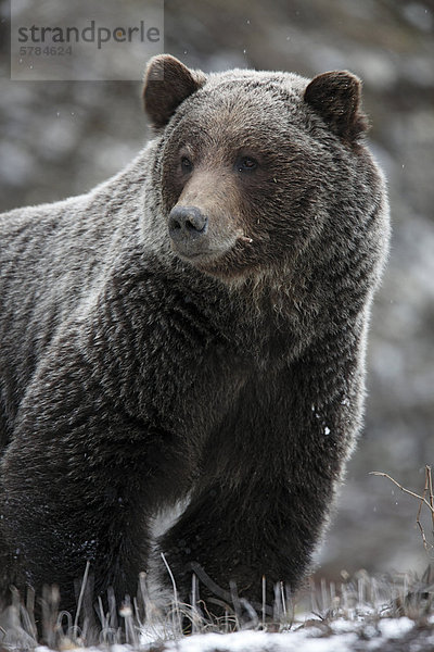 Grizzlybär (Ursus Arctos Horribilis) im Schnee